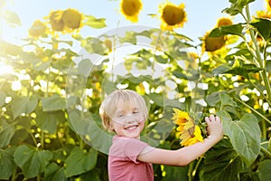 Preschooler boy walking in field of sunflowers. Child playing with big flower on sunset and having fun. Kid exploring nature.