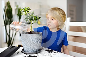 Preschooler boy watering a houseplant calamondin after transplanting into new big flowerpot. Fortunella. Home gardening