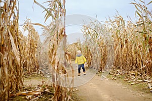 Preschooler child walking among the dried corn stalks in a corn maze