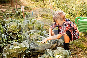The preschooler with disgust collects cabbage in the garden bed