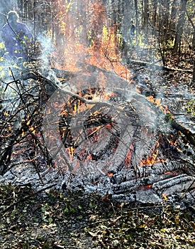 Prescribed Burn in Forest