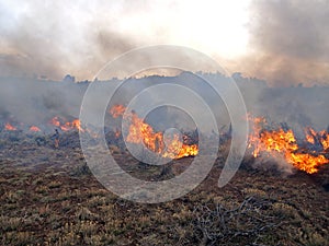 Prescribed Fire