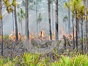 Prescribed Fire in Florida