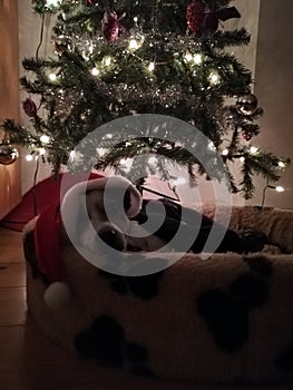 Presend under the tree