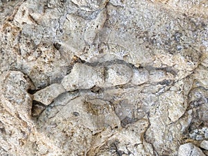 Jurassic ammonites from central saudi arabia photo