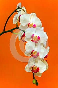 Presentation of white phalaenopsis blume orchids with orange background