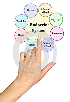 Components of  Endocrine System