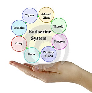 Components of  Endocrine System photo