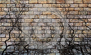 Presenting the old brick wall texture redesigned as a background the lines of the dry twigs