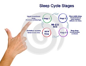 Presenting Sleep Cycle Stages