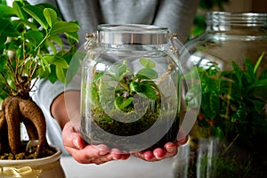 Presenting a small forest in a jar