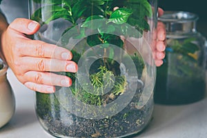 Presenting a small forest in a jar