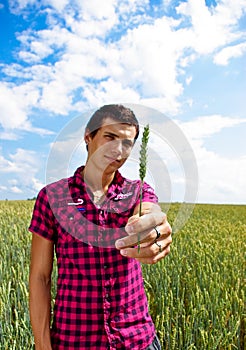 Presenting wheat in wheat field