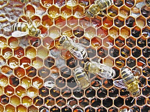 Preservation of pollen. Bee-bread.