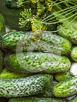 Preservation of salted or pickled cucumbers