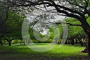 Preserved nature, beautiful natural environment where trees are surrounded by a carpet of fresh green grass.