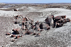 Preserved Petrified Logs in the Arizona Desert
