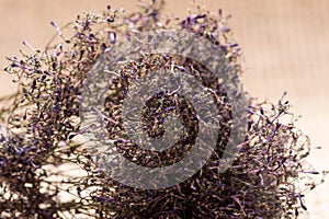 Preserved Purple Caspia for Dried Florals or Wedding Bouquet - Large Bunch. Purple Bouquet Fillers isolated on natural burlap