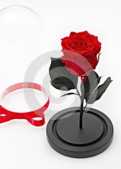 Preserved red rose arrangement, everlasting flowers