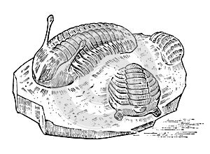 Preserved trilobite specimen. Fragment fossil, skeleton of prehistoric dead animal in stone. Archeology or paleontology