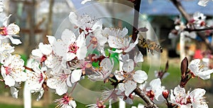 Preserving Nature\'s Pollinators: Bee Collecting Pollen from Blossoming Wax Cherry Tree in Spring photo
