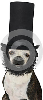 President Abraham Lincoln Dog Isolated