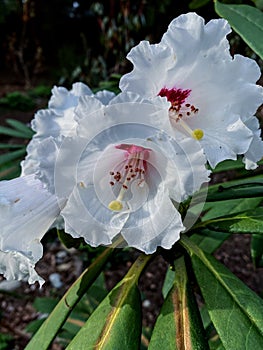 President Roosevelt with white petals