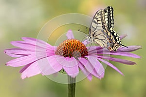 Presious and Beautiful Swallowtail butterfly Papilio machaon feeding on a Purple cone flower Echinacea purpurea. Blurry green