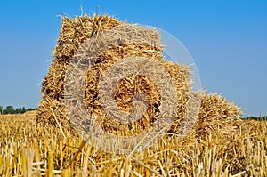 Pressed bales of straw lying in a field after harvest