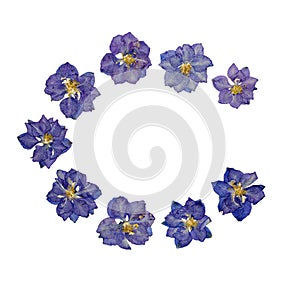 Pressed blue larkspur flowers photo