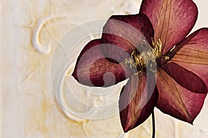 Pressed clematis flower