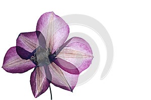 Pressed clematis flower