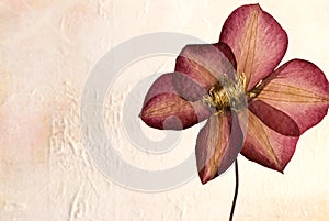 Pressed clematis flower