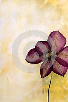 Pressed clematis flower