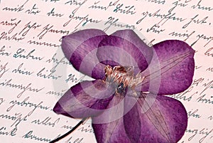 Pressed clematis flower
