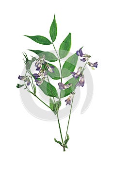 Pressed and dried bush lathyrus vernus. Isolated