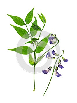 Pressed and dried bush lathyrus vernus. Isolated