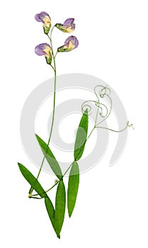 Pressed and dried bush lathyrus vernus, isolated on white