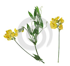 Pressed and dried bush lathyrus vernus, isolated on white