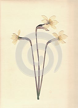 Pressed and dried daffodils. White narcissus. Scanned image.