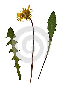 Pressed and dried dandelion