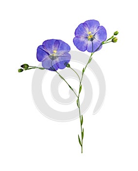 Pressed and dried delicate blue flower flax, isolated