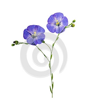 Pressed and dried delicate blue flower flax, isolated photo