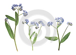 Pressed and dried delicate blue flowers forget-me-not . Isolated on white background. For use in scrapbooking, pressed floristry