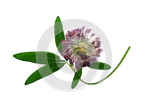 Pressed and dried delicate flower alfalfa Isolated