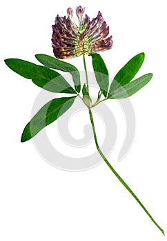 Pressed and dried delicate flower alfalfa