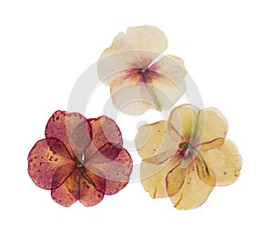 Pressed and dried delicate flower catharanthus, isolated