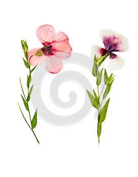 Pressed and dried delicate flower flax, isolated on white