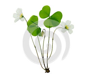 Pressed and dried delicate flower oxalis.