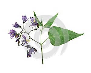 Pressed and dried delicate flower violet woody nightshade